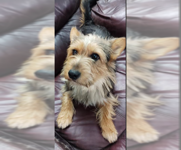 Medium Photo #1 Mutt Puppy For Sale in Cranston, RI, USA