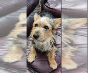 Mutt Dogs for adoption in Cranston, RI, USA