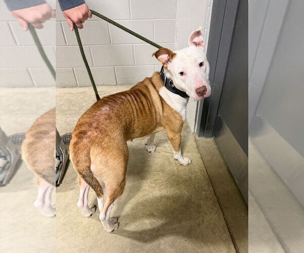 Medium Photo #2 American Staffordshire Terrier-Bull Terrier Mix Puppy For Sale in Pierceton , IN, USA