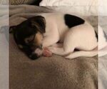 Small Photo #1 Jack Chi Puppy For Sale in WEBSTER GROVES, MO, USA