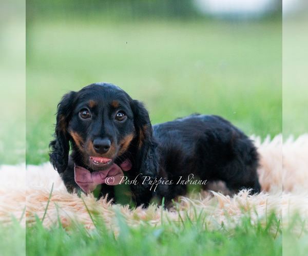 Medium Photo #45 Dachshund Puppy For Sale in WARSAW, IN, USA