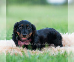 Small Photo #45 Dachshund Puppy For Sale in WARSAW, IN, USA