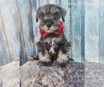 Small Photo #2 Schnauzer (Miniature) Puppy For Sale in NILES, MI, USA