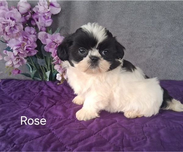 Medium Photo #2 Shih Tzu Puppy For Sale in MOUNT PLEASANT, MI, USA