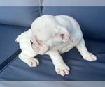 Small Photo #43 English Bulldog Puppy For Sale in WEEKI WACHEE, FL, USA