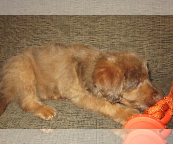 Medium Photo #21 Aussie-Poo Puppy For Sale in LINCOLN, AL, USA