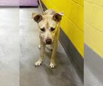 Small German Shepherd Dog Mix