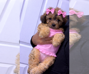 Shorkie Tzu Puppy for sale in WALLED LAKE, MI, USA