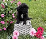 Small #2 Bernese Mountain Dog