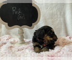 Small Photo #3 Bernedoodle Puppy For Sale in HARROGATE, TN, USA