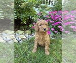 Small #3 Goldendoodle