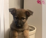 Small Photo #14 German Shepherd Dog Puppy For Sale in ROCKFIELD, KY, USA
