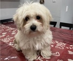 Small #6 Maltipoo (Miniature)