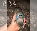 Small Photo #14 American Bully Puppy For Sale in PEWEE VALLEY, KY, USA
