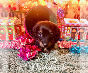 Dachshund Puppy for sale in BENNINGTON, OK, USA