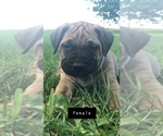 Small Photo #1 Bullmastiff Puppy For Sale in BOMBAY, MN, USA