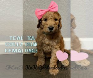 Goldendoodle Puppy for sale in BURLESON, TX, USA