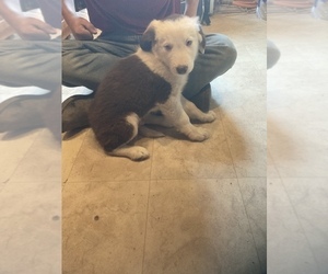 Border Collie Puppy for sale in BLAIR, WI, USA