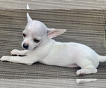Small Photo #5 Chihuahua Puppy For Sale in LEBANON, NJ, USA
