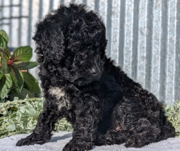 Medium Photo #5 Poodle (Toy) Puppy For Sale in GOSHEN, IN, USA