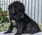 Small #4 Poodle (Toy)