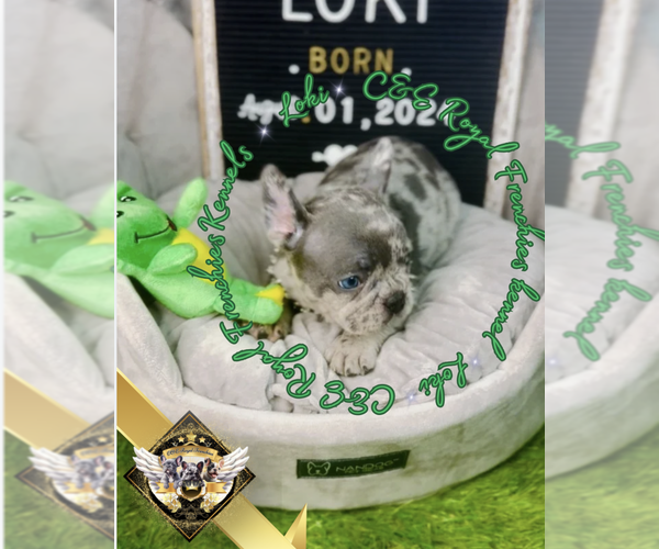 Medium Photo #4 French Bulldog Puppy For Sale in ATHENS, GA, USA