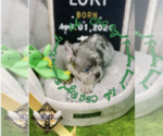 Small Photo #4 French Bulldog Puppy For Sale in ATHENS, GA, USA