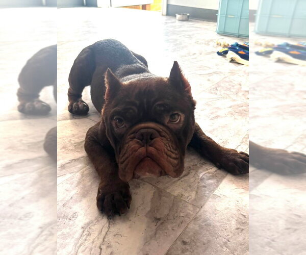 Medium Photo #2 French Bulldog-Unknown Mix Puppy For Sale in oakland, FL, USA