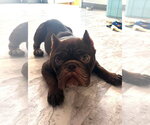 Small #1 French Bulldog Mix
