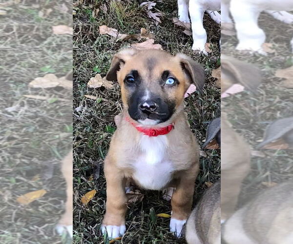 Medium Photo #1 American Staffordshire Terrier-Siberian Husky Mix Puppy For Sale in Raleigh, NC, USA