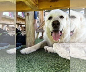 Great Pyrenees Dogs for adoption in Germantown, OH, USA