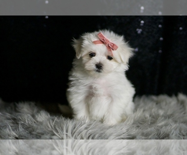 Medium Photo #2 Maltese Puppy For Sale in WARSAW, IN, USA