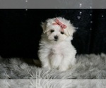 Small #1 Maltese
