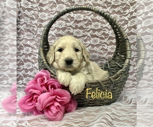 Medium Photo #2 Goldendoodle Puppy For Sale in WOOSTER, OH, USA