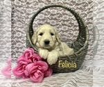 Small Photo #2 Goldendoodle Puppy For Sale in WOOSTER, OH, USA