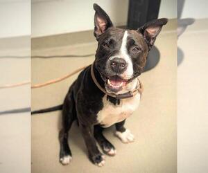 American Staffordshire Terrier Dogs for adoption in Fort Lauderdale, FL, USA