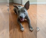 Small #6 American Pit Bull Terrier Mix