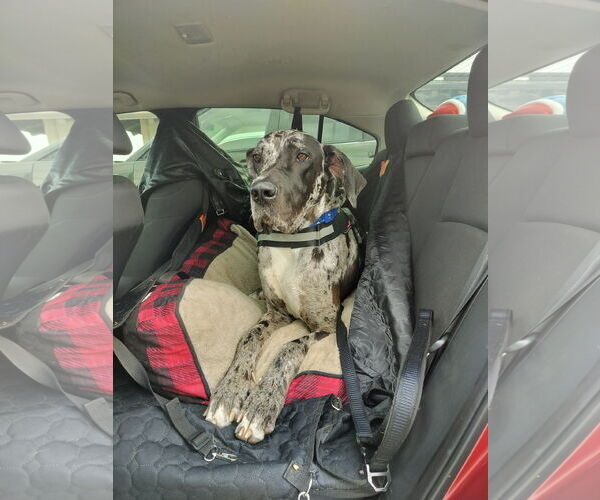 Medium Photo #2 Great Dane Puppy For Sale in Sanford, FL, USA