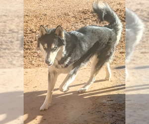 Huskies -Unknown Mix Dogs for adoption in Pena Blanca, NM, USA