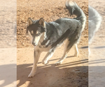Small Huskies  Mix