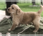 Small Photo #2 Labradoodle Puppy For Sale in JARRELL, TX, USA