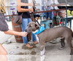 Small #5 American Pit Bull Terrier Mix