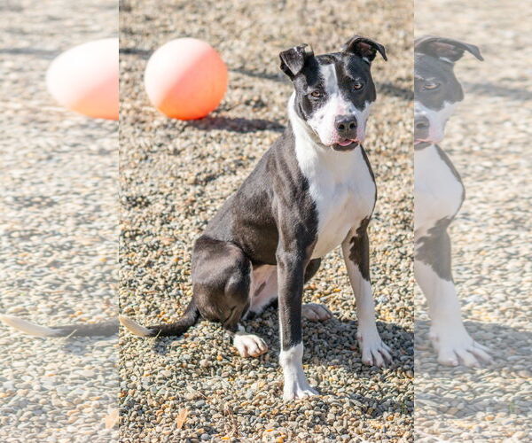 Medium Photo #5 Mutt Puppy For Sale in Hilton Head, SC, USA