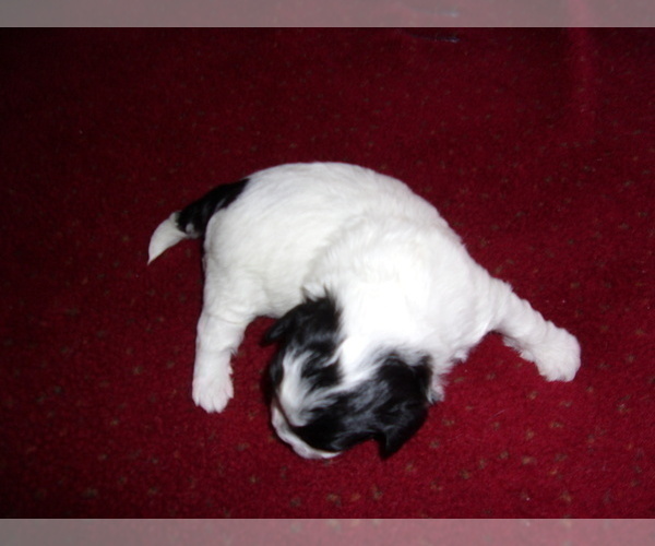 Medium Photo #4 ShihPoo Puppy For Sale in CATLETT, VA, USA