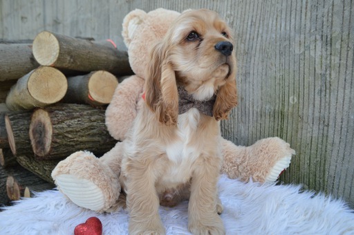 Medium Photo #6 Cocker Spaniel Puppy For Sale in HONEY BROOK, PA, USA
