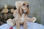 Small Photo #6 Cocker Spaniel Puppy For Sale in HONEY BROOK, PA, USA