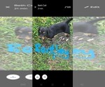 Puppy Puppy 1 Bentle Dachshund