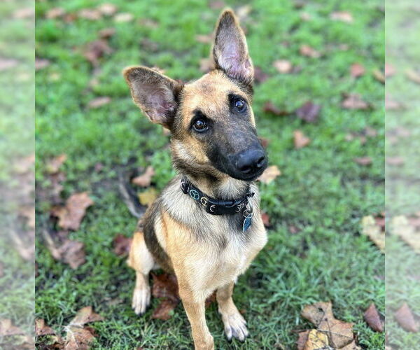 Medium Photo #2 German Shepherd Dog-Unknown Mix Puppy For Sale in Imlay City, MI, USA