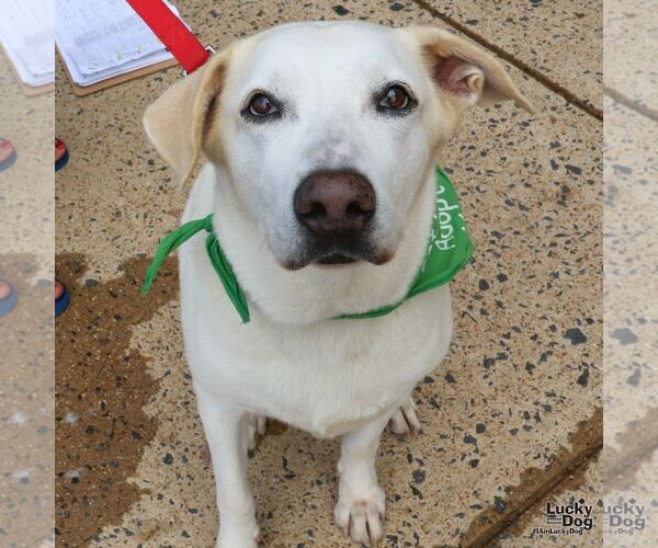 Medium Photo #3 Labrador Retriever-Unknown Mix Puppy For Sale in Washington, DC, USA