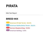 Small #17 American Pit Bull Terrier-Pointer Mix